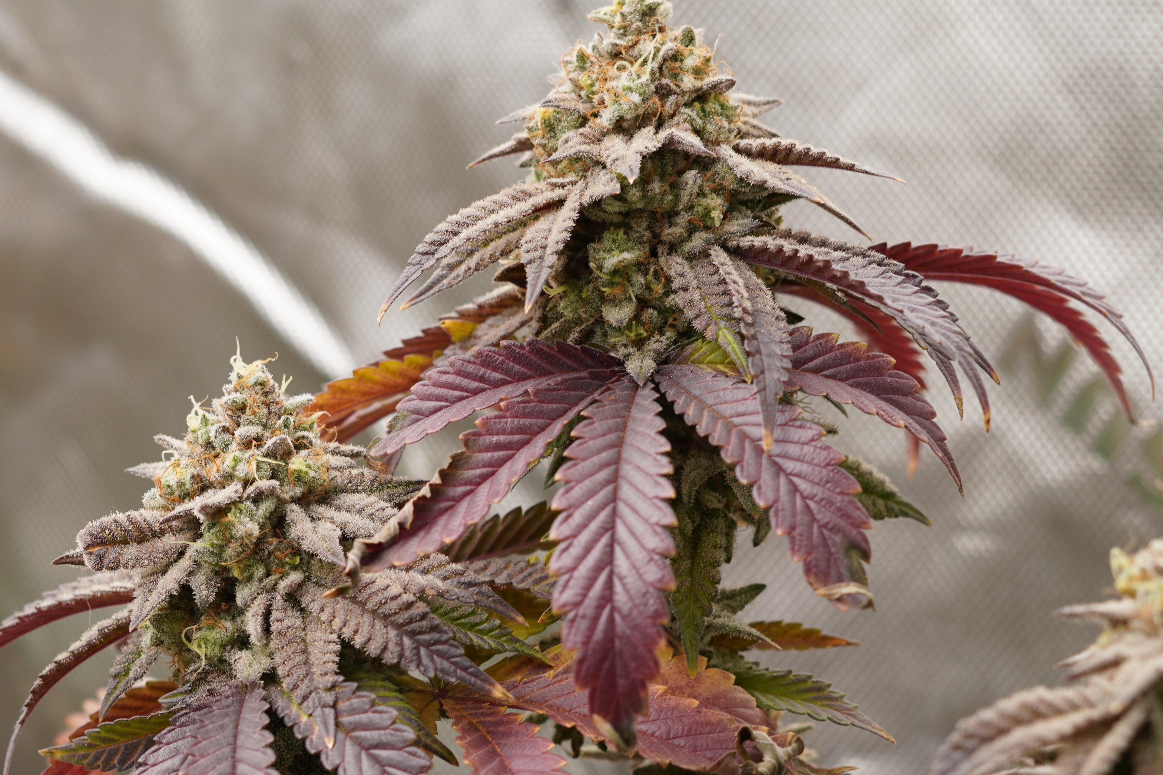 Close-up of a cannabis plant with purple leaves against a blurred background